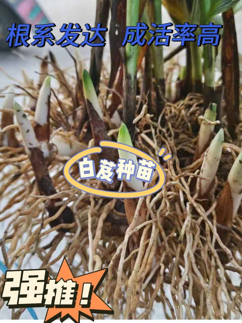 白芨种苗