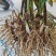 【推荐】湖北白芨种苗三年驯化移栽白芨种苗，白芨直播苗