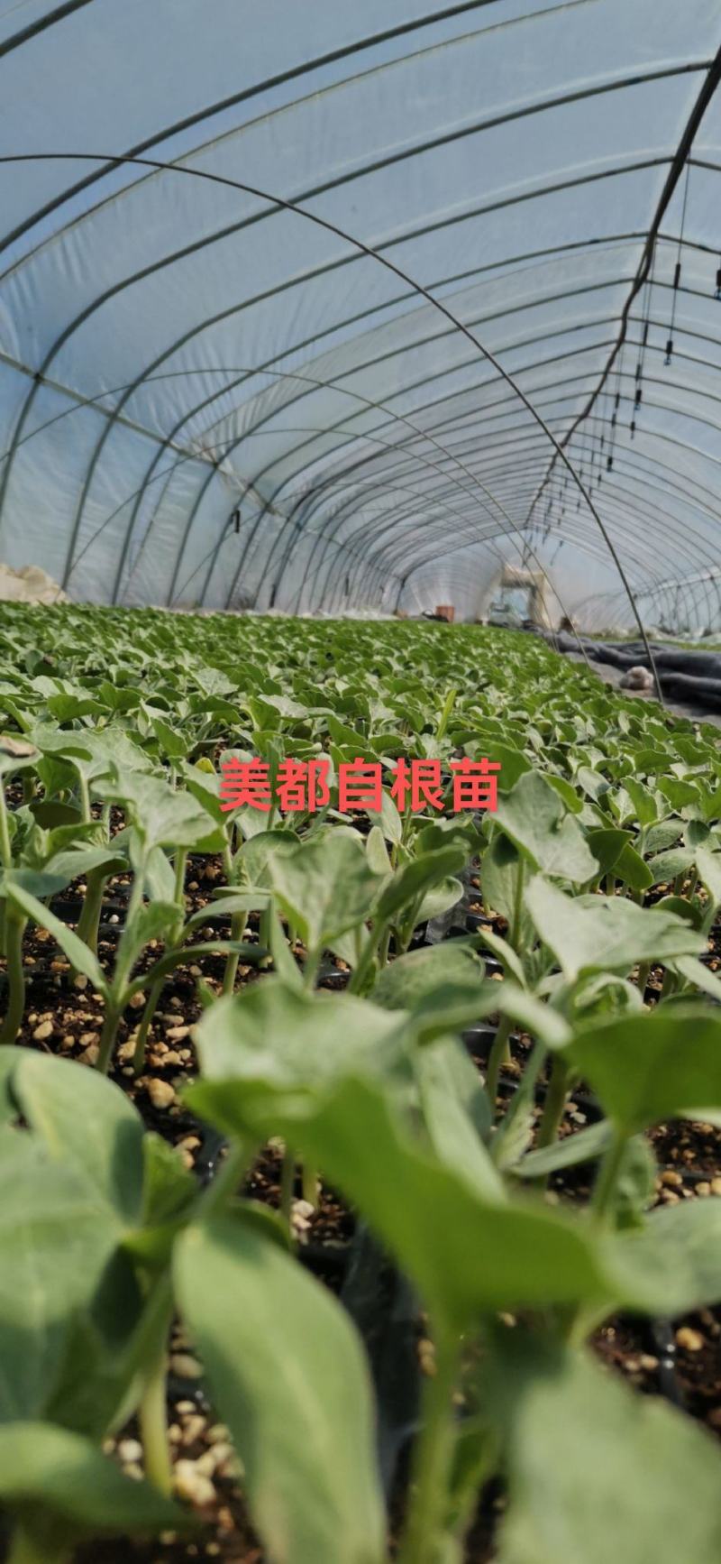 美都自根苗，现苗3万株基地直发，品质保证，成活全国发货。