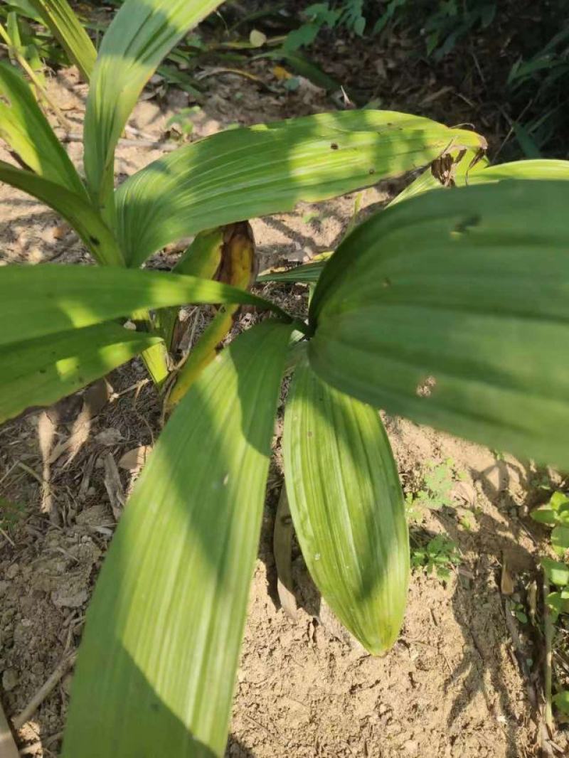白芨批发量大从优精品之选一手货源保障