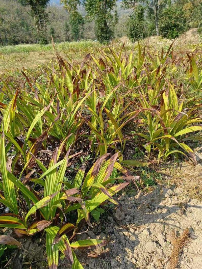 白芨批发量大从优精品之选一手货源保障