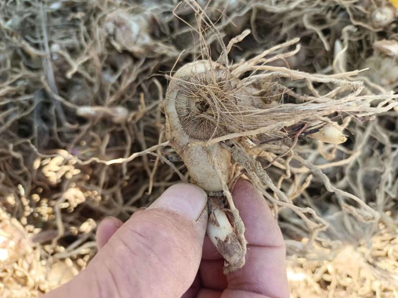 白芨批发量大从优精品之选一手货源保障