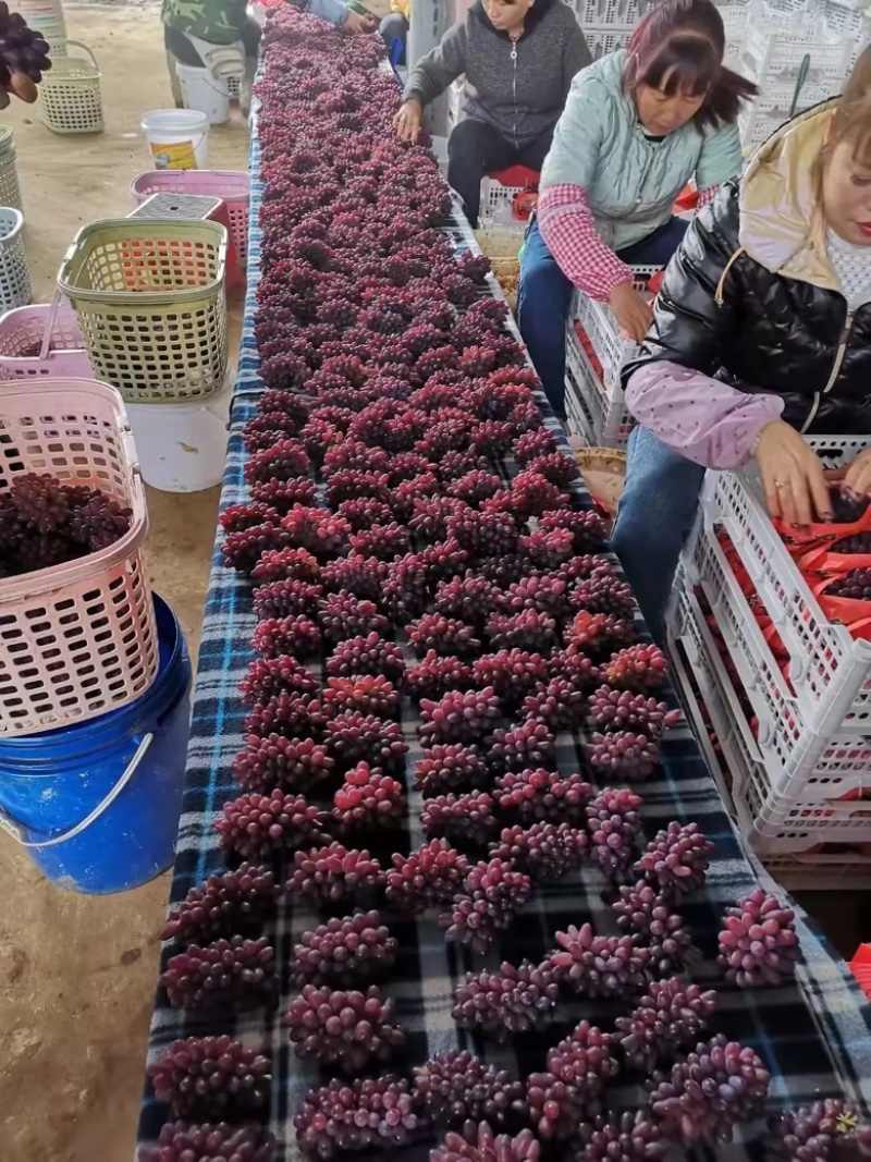 精品茉莉香葡萄产地一手货源量大从优欢迎致电