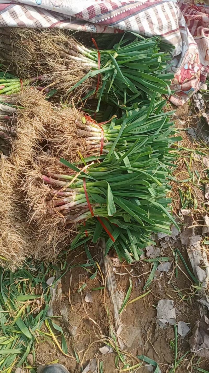 大棚红根精品蒜苗需要联系，货量充足质量保证全国代发