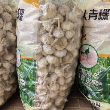 济南大青稞蒜种商河蒜种大青稞蒜种紫皮蒜种优质蒜种