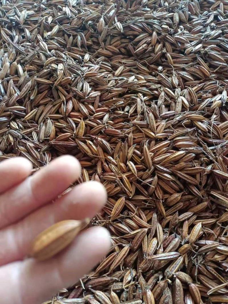 正宗三叉紫花白芨果夹白芨果夹精品货大量批发