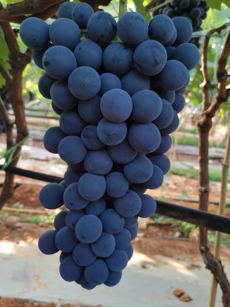 精品蓝莓夏黑葡萄全国发货供应市场商超电商