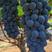 精品蓝莓夏黑葡萄全国发货供应市场商超电商