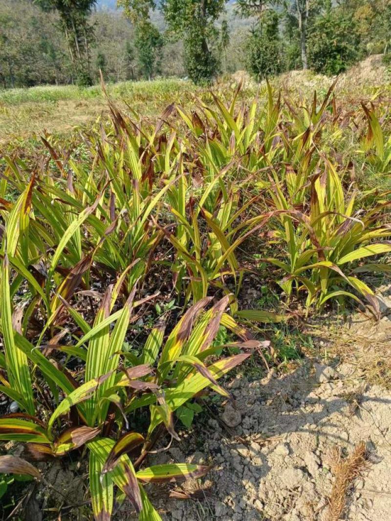 白芨精品干白芨基地货源全国发货零售批发