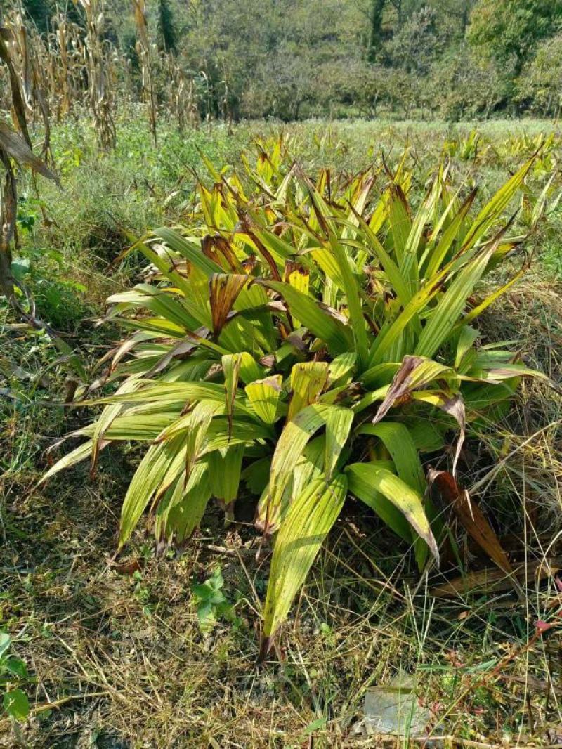 白芨精品干白芨基地货源全国发货零售批发