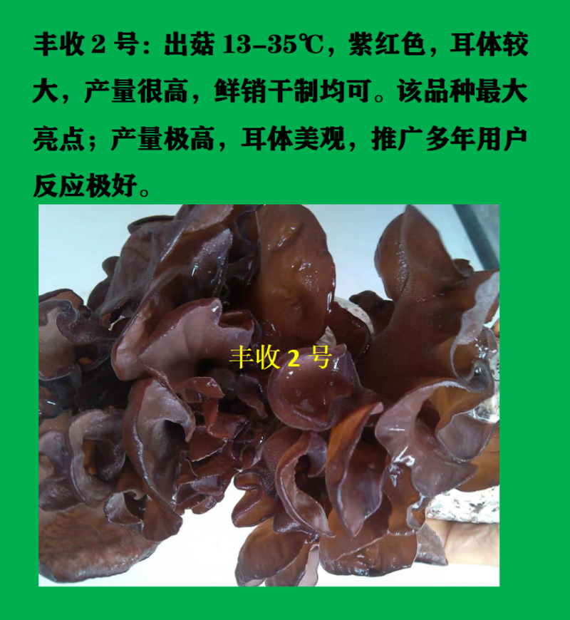 食用菌母种一级试管种香菇木耳马椴木马桑菌种正宗稀有物种