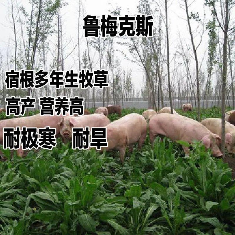 鲁梅克斯种子牧草种籽巴天酸模洋铁叶子高秆菠菜牧草护坡固土