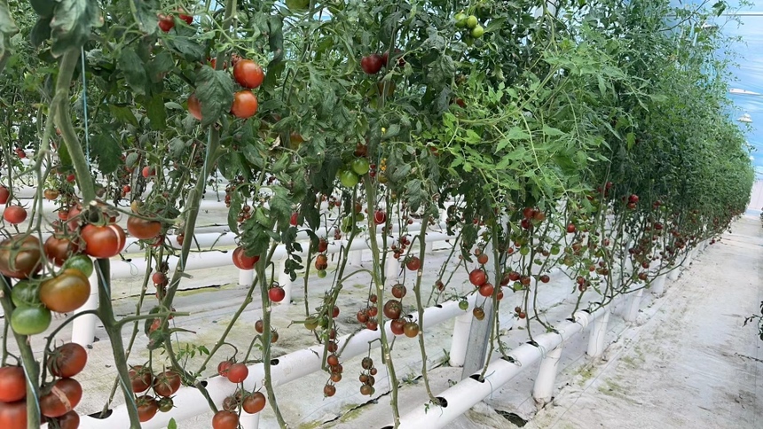 海南三亚圣女果种植基地航拍图