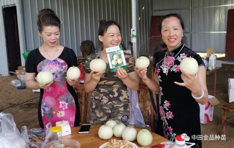 中田香妃甜瓜种子香甜薄皮甜瓜种子高糖乳白色香瓜种子