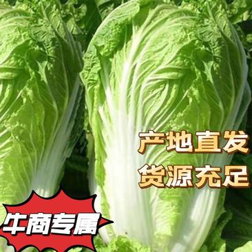 北京三号大白菜品质好价格美产地直发货源充足欢迎咨询