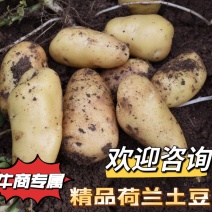 精品荷兰土豆量大从优价格口感绵密欢迎咨询