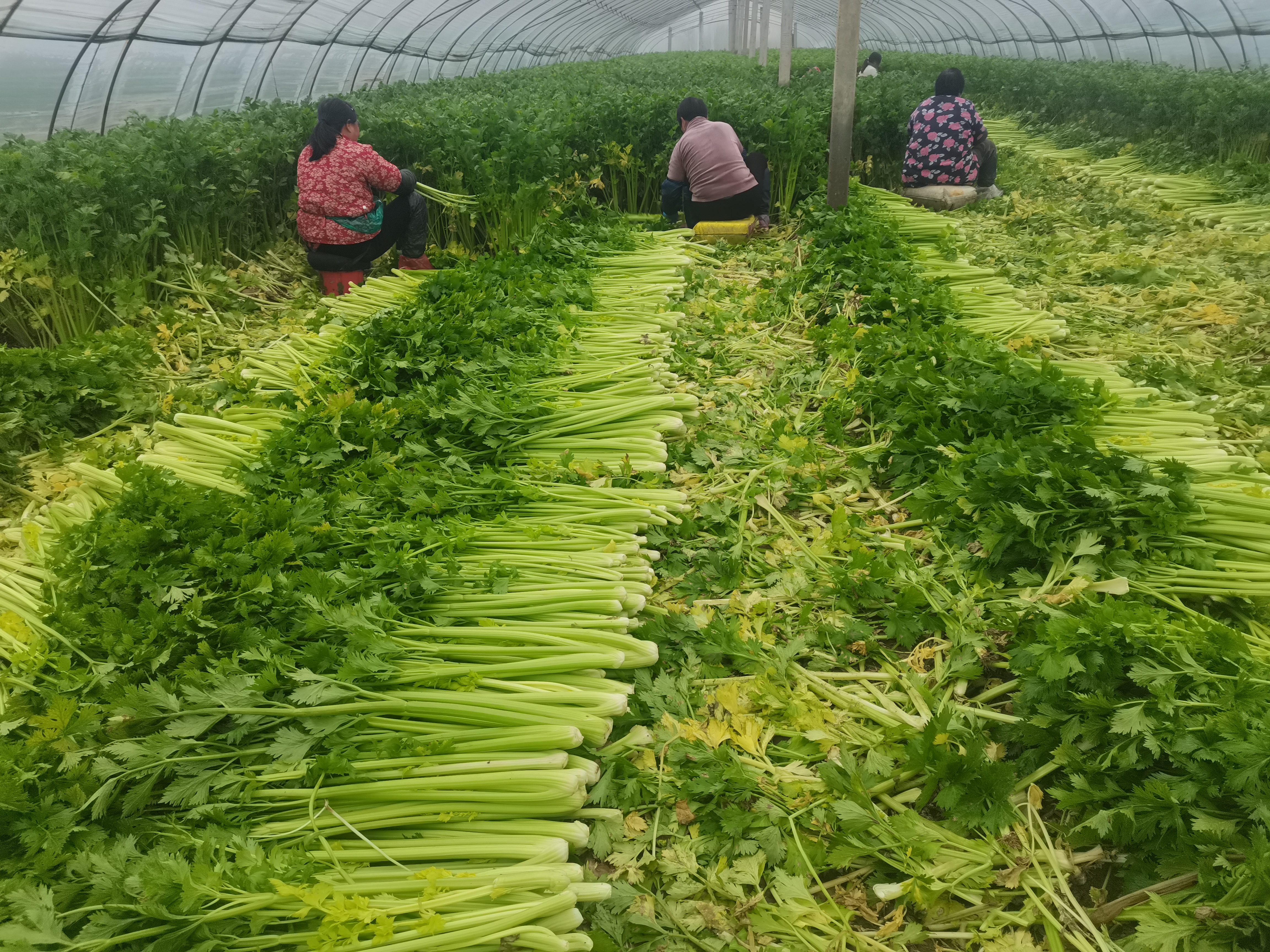 芹菜茎部变红示意图