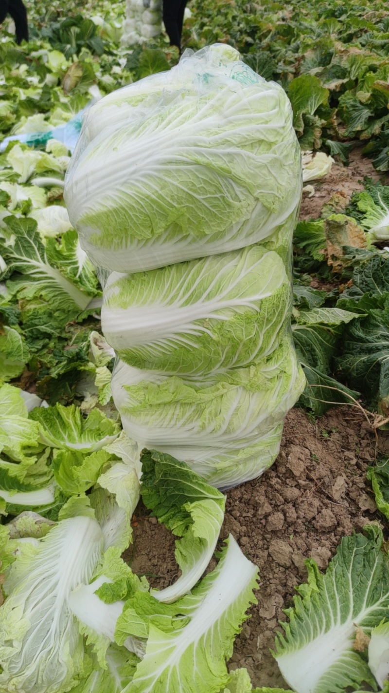 青杂三号白菜净菜毛菜市场货电商货装袋散装