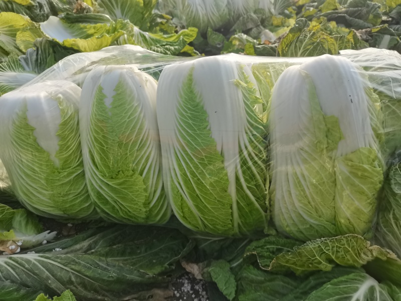 青杂三号白菜净菜毛菜市场货电商货装袋散装