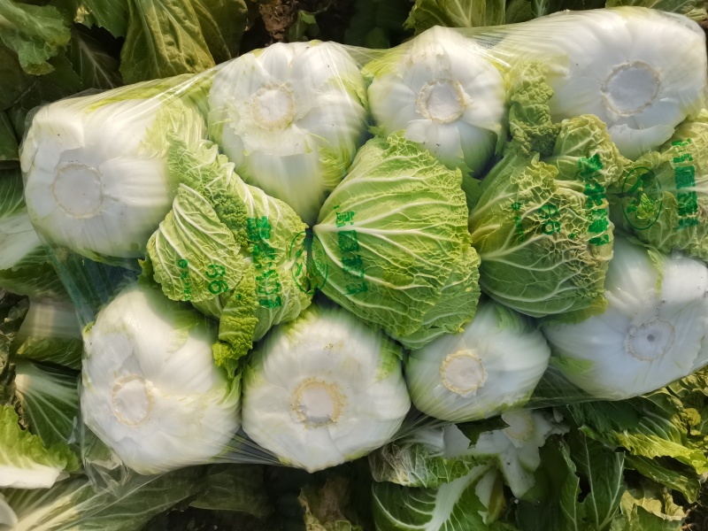 青杂三号白菜净菜毛菜市场货电商货装袋散装