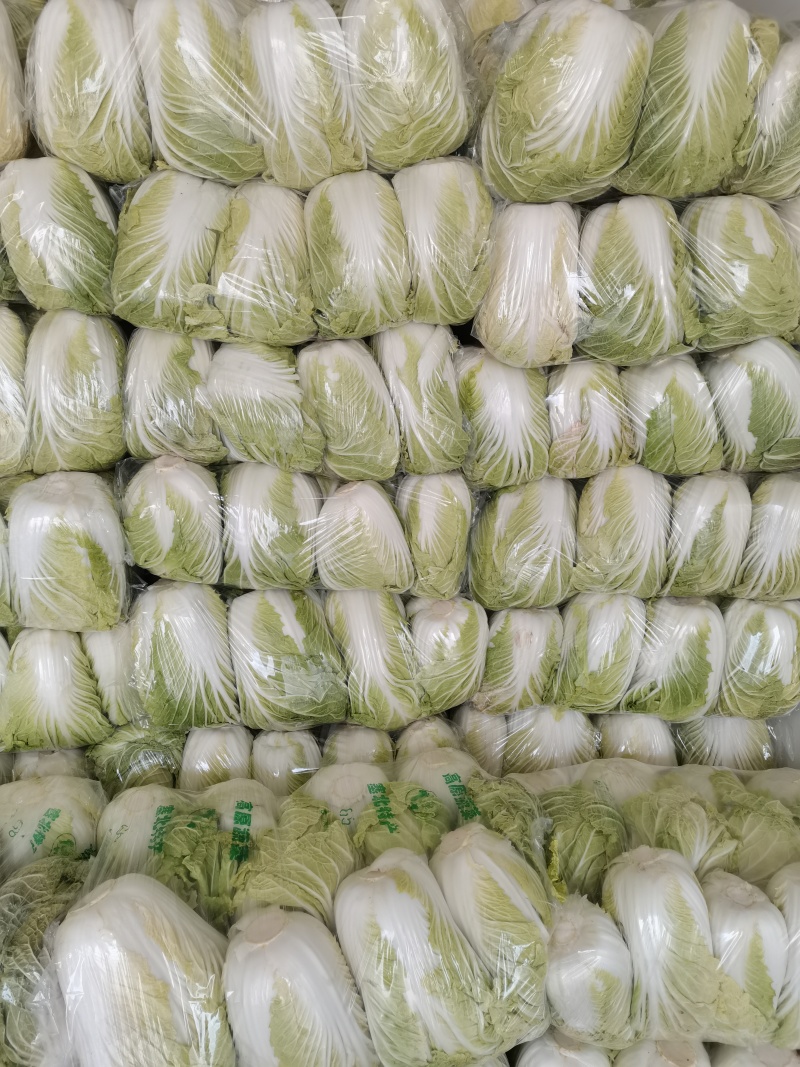 青杂三号白菜净菜毛菜市场货电商货装袋散装