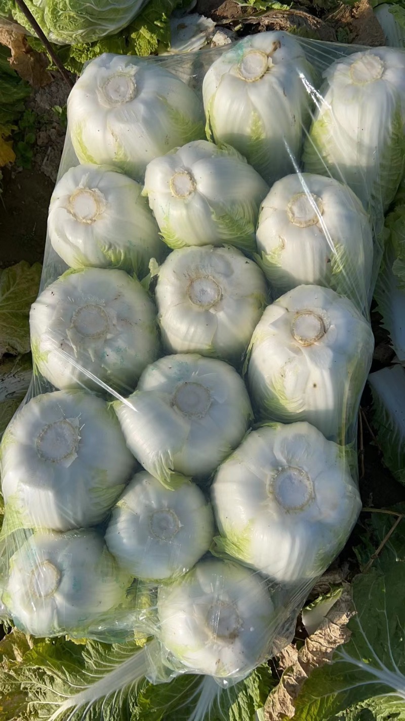 青杂三号白菜净菜毛菜市场货电商货装袋散装
