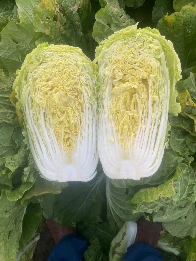 青杂三号白菜净菜毛菜市场货电商货装袋散装