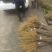 川黄柏苗