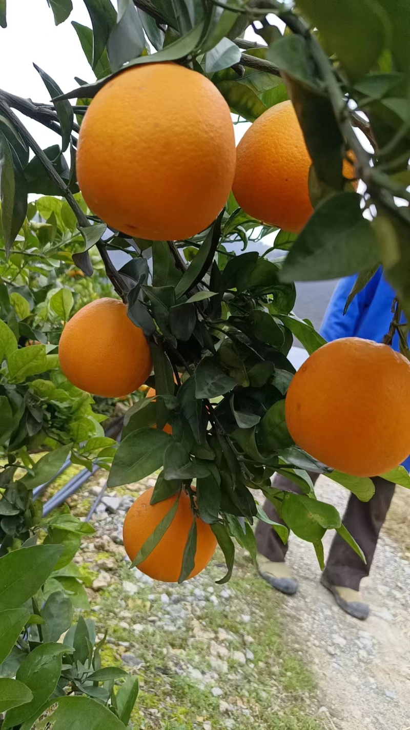 重庆奉节脐橙伦晚，次果-高次-通货-精品(专业代收代发)