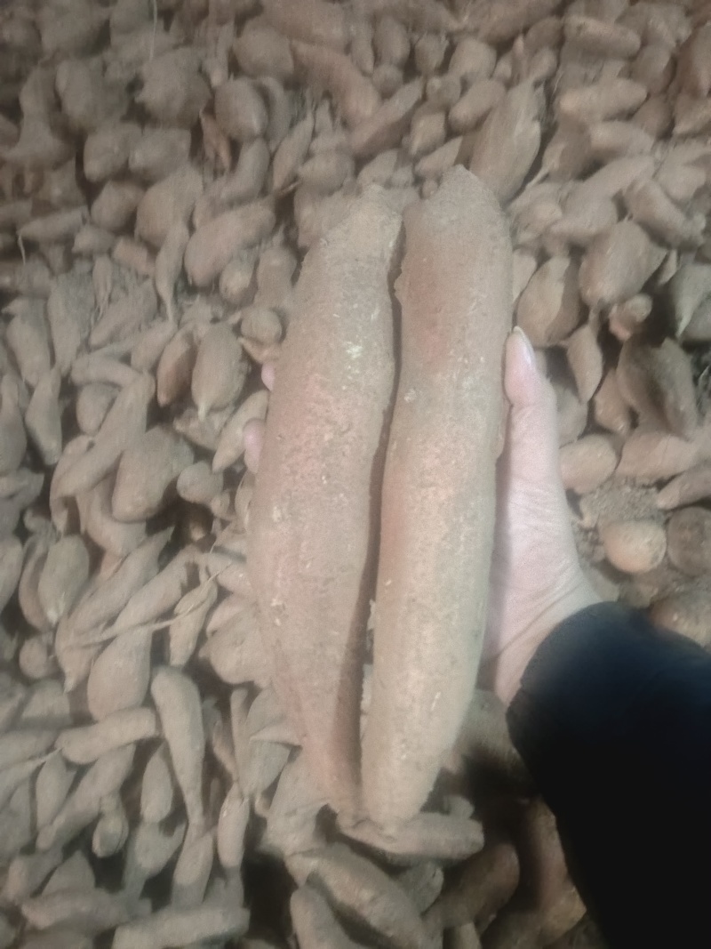 河南，哈密薯，龙薯，龙九，宝宝薯，电商货，市场货，工厂货