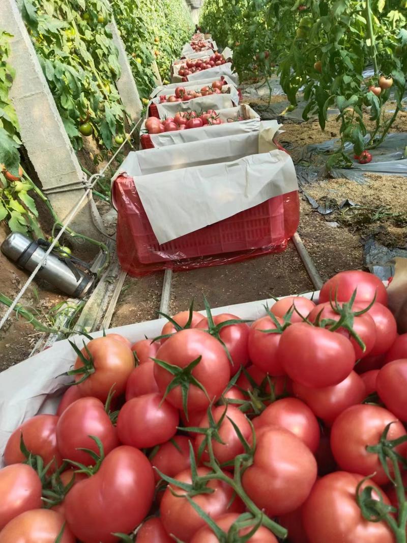 山东西红柿，大红西红柿，产地直供，规格齐全，大量供应