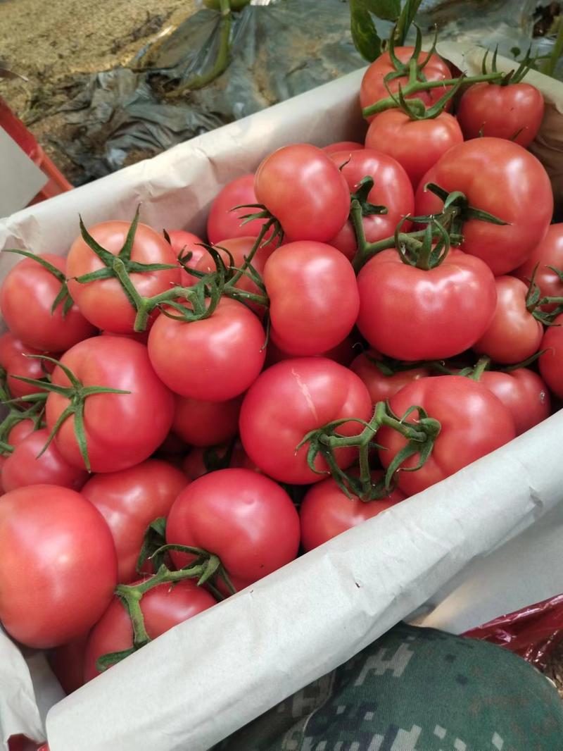 山东西红柿，大红西红柿，产地直供，规格齐全，大量供应