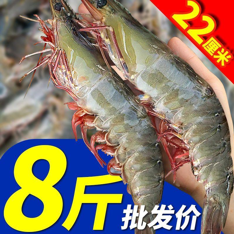 新鲜青岛大虾鲜活速冻白虾国产基围虾青虾海鲜
