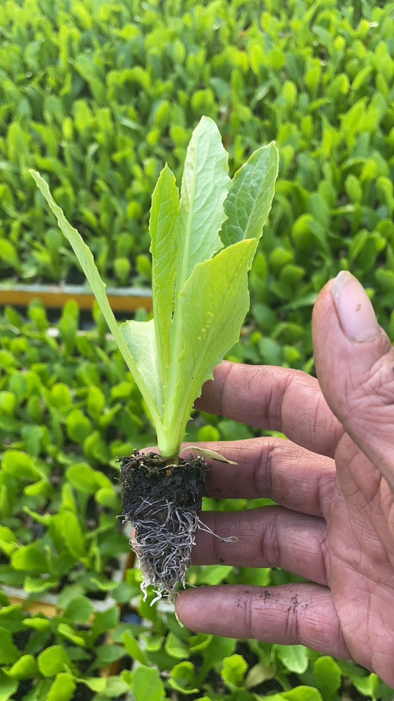 云南优选贡菜苗，本公司常年出售贡菜苗，欢迎全国各地询问与