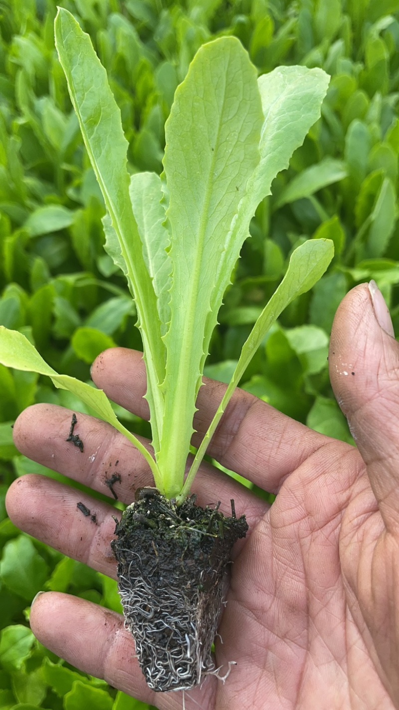 云南优选贡菜苗，本公司常年出售贡菜苗，欢迎全国各地询问与