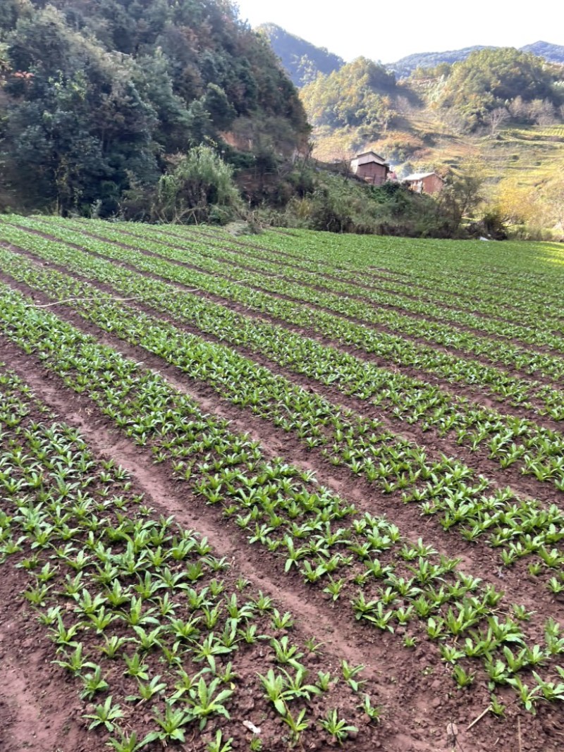 云南优选贡菜苗，本公司常年出售贡菜苗，欢迎全国各地询问与