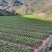云南优选贡菜苗，本公司常年出售贡菜苗，欢迎全国各地询问与