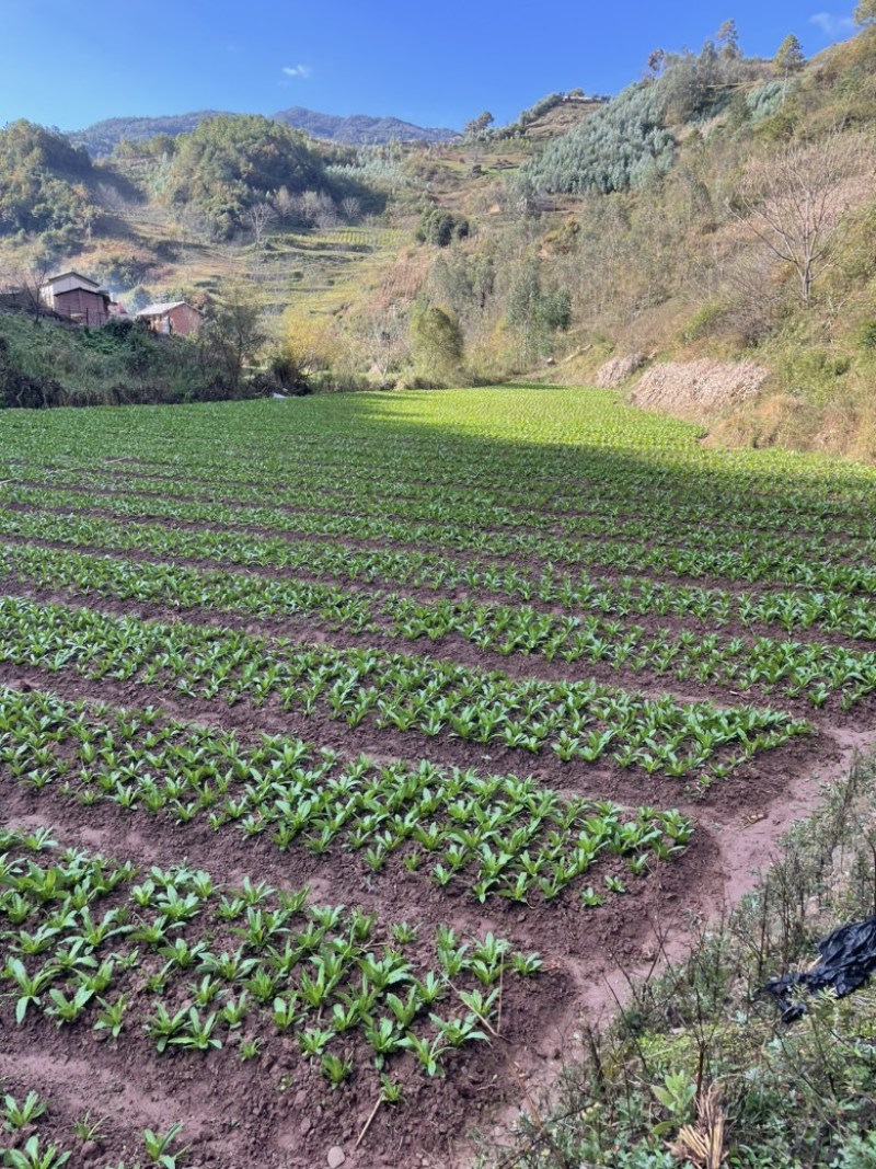 云南优选贡菜苗，本公司常年出售贡菜苗，欢迎全国各地询问与