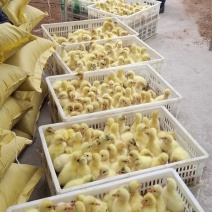 出壳鹅苗