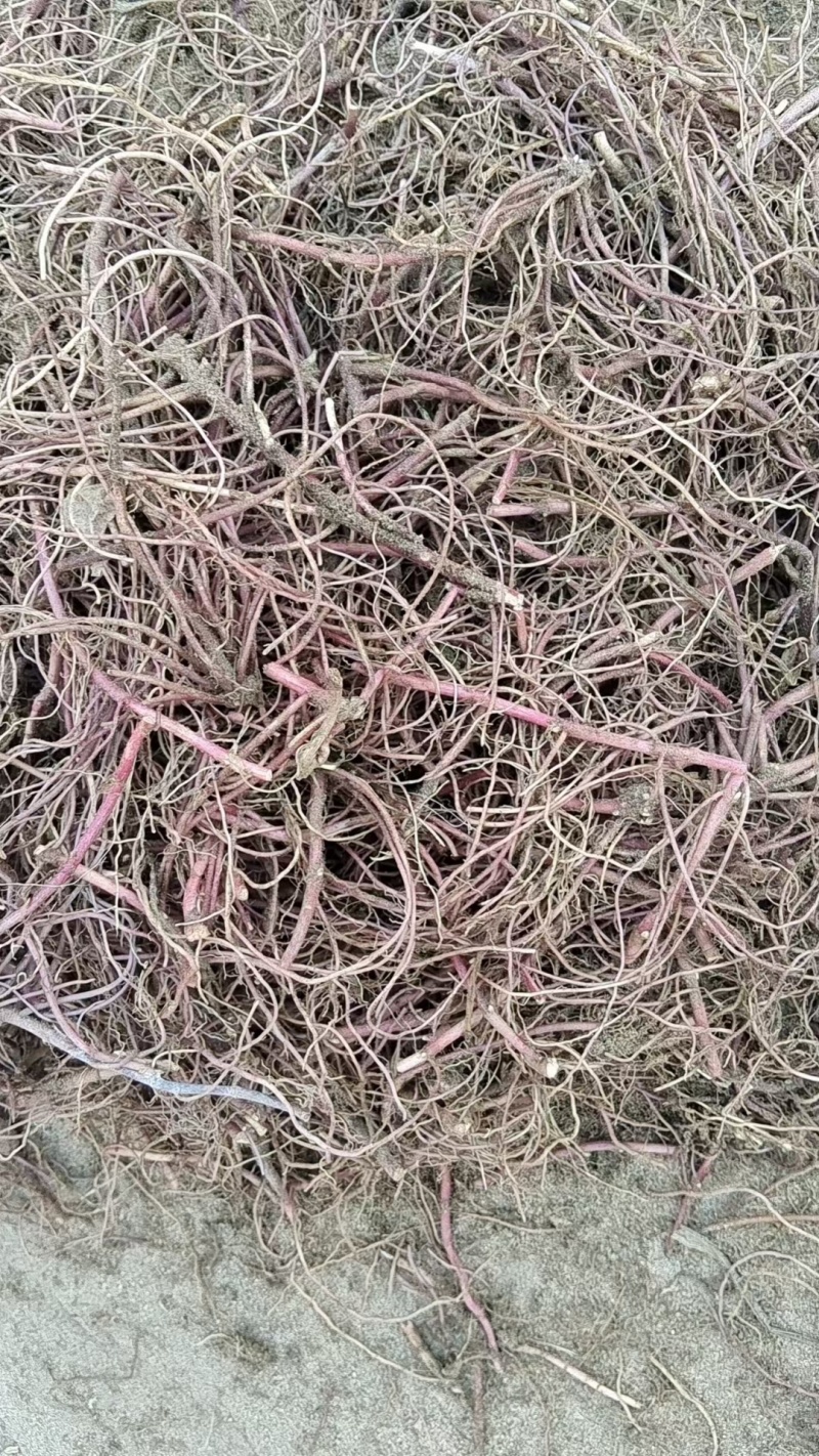 紫菀芽，小辫