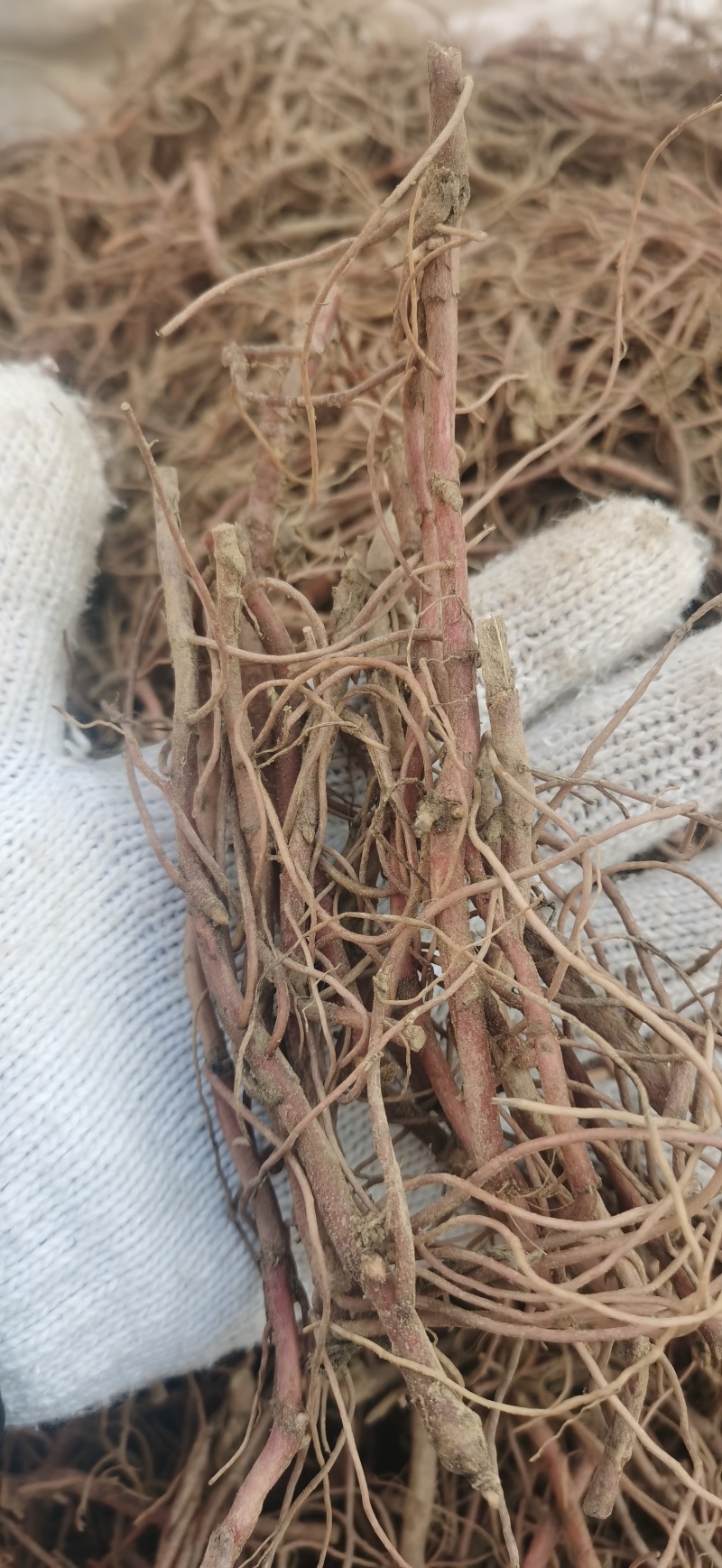 紫菀芽，小辫