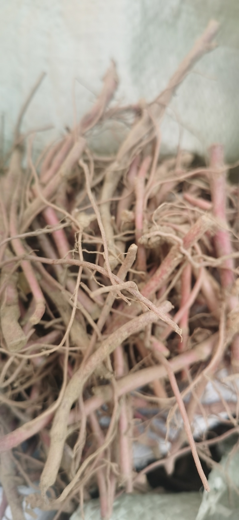 紫菀芽，小辫