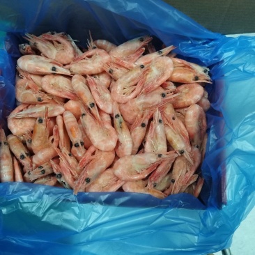 北极虾