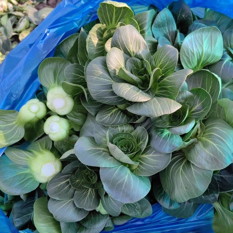 上海青，七宝青，矮脚青，小黑菜，精黑矮脚青，青菜