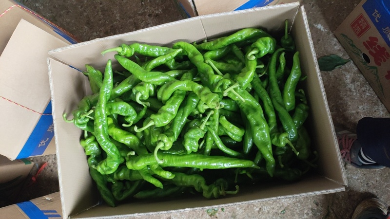 螺丝椒，福建广东万亩基地直发全国各地区，电商货，食堂