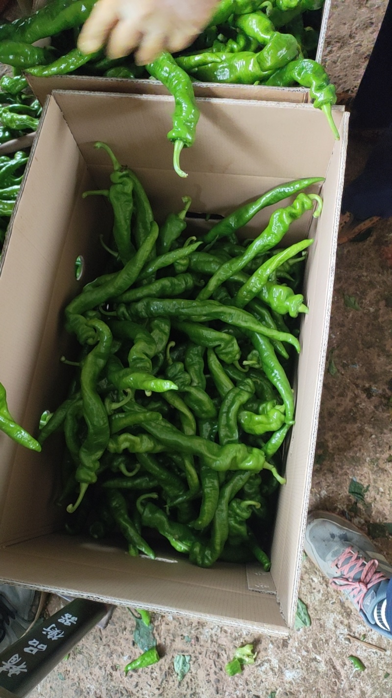 螺丝椒，福建广东万亩基地直发全国各地区，电商货，食堂