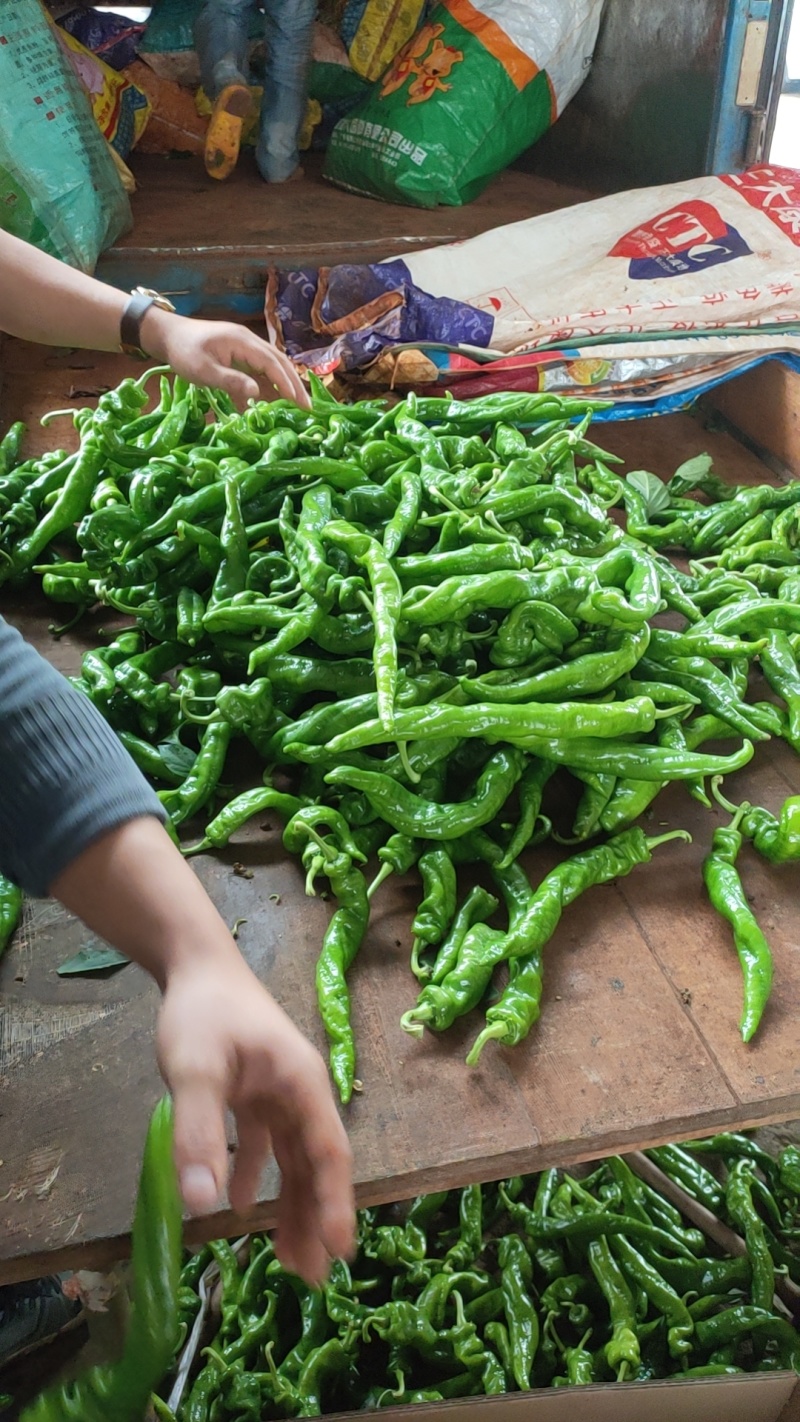 螺丝椒，福建广东万亩基地直发全国各地区，电商货，食堂