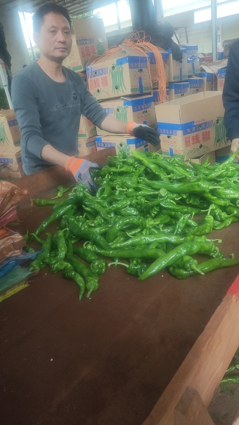 螺丝椒，福建广东万亩基地直发全国各地区，电商货，食堂