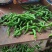 螺丝椒，福建广东万亩基地直发全国各地区，电商货，食堂