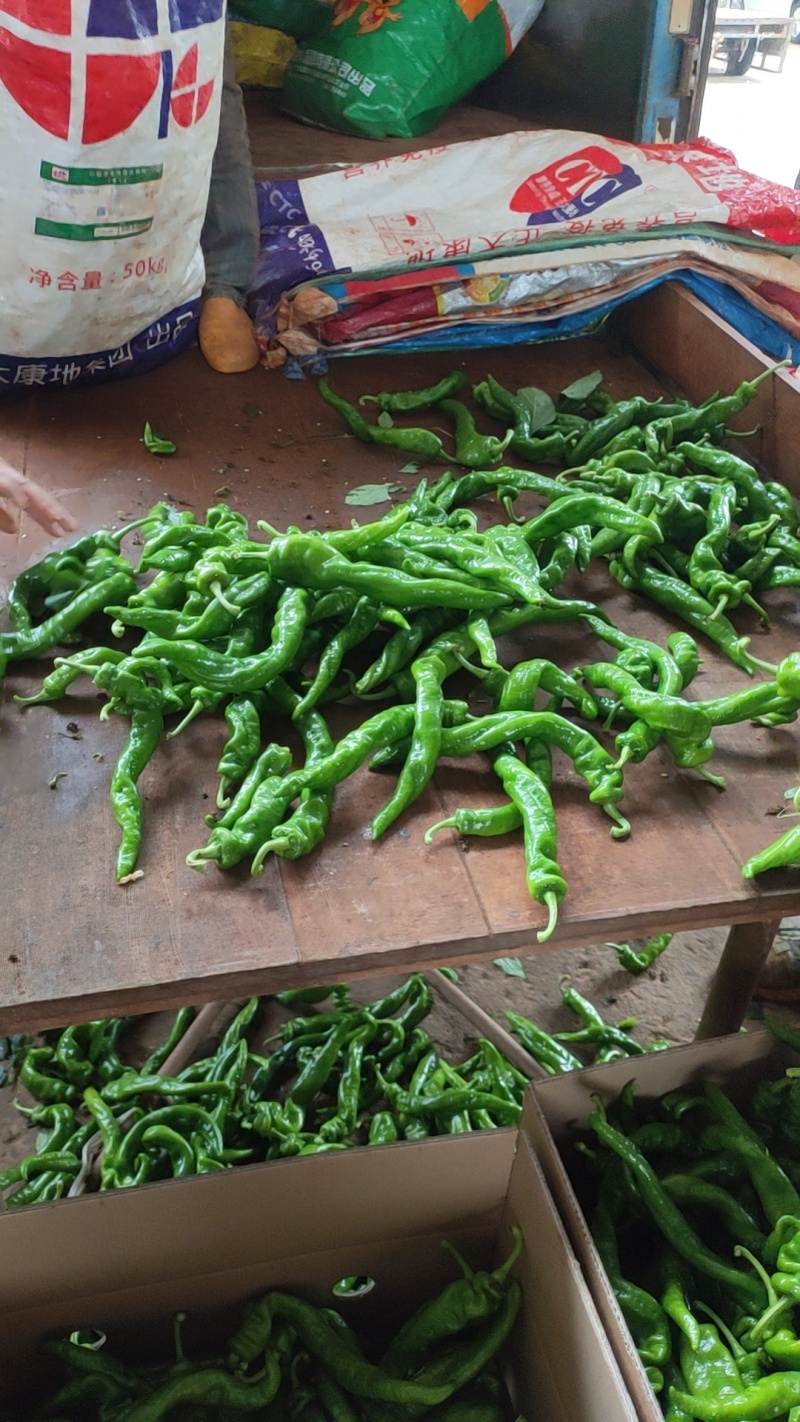 螺丝椒，福建广东万亩基地直发全国各地区，电商货，食堂
